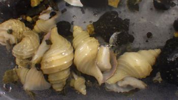 Media type: image;   Invertebrate Zoology 153108 Description: live specimen;